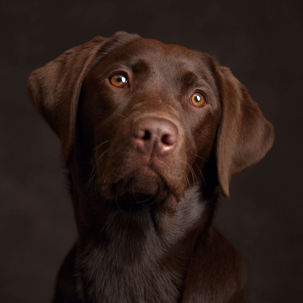 Pet Portrait