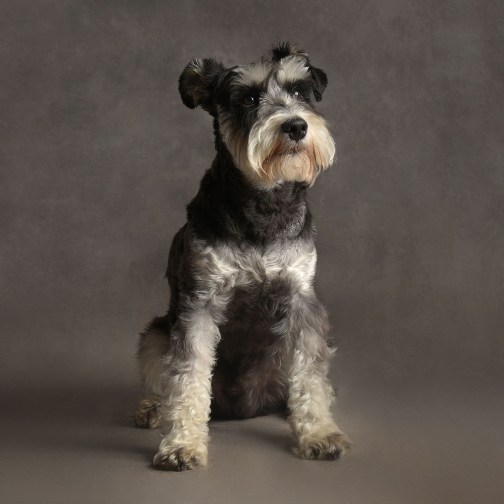 Pet Portrait