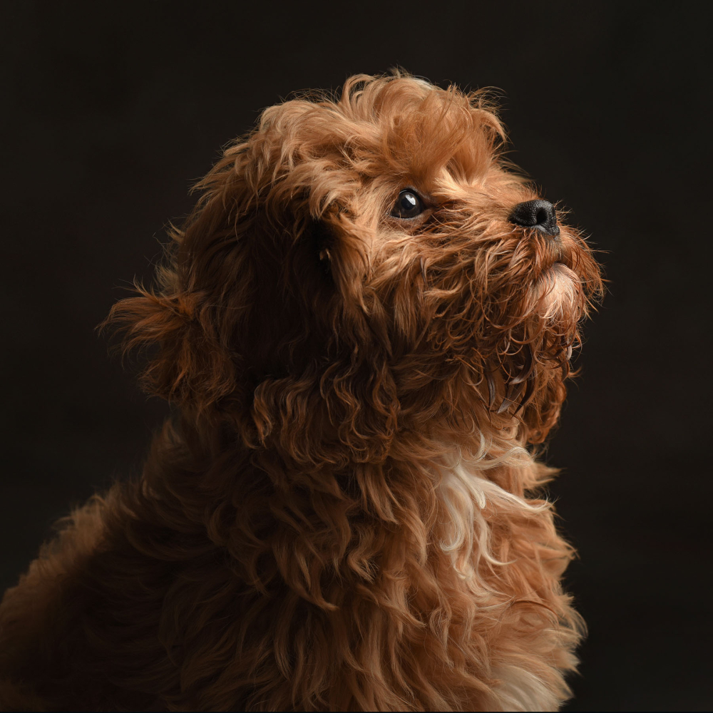 Pet Portrait