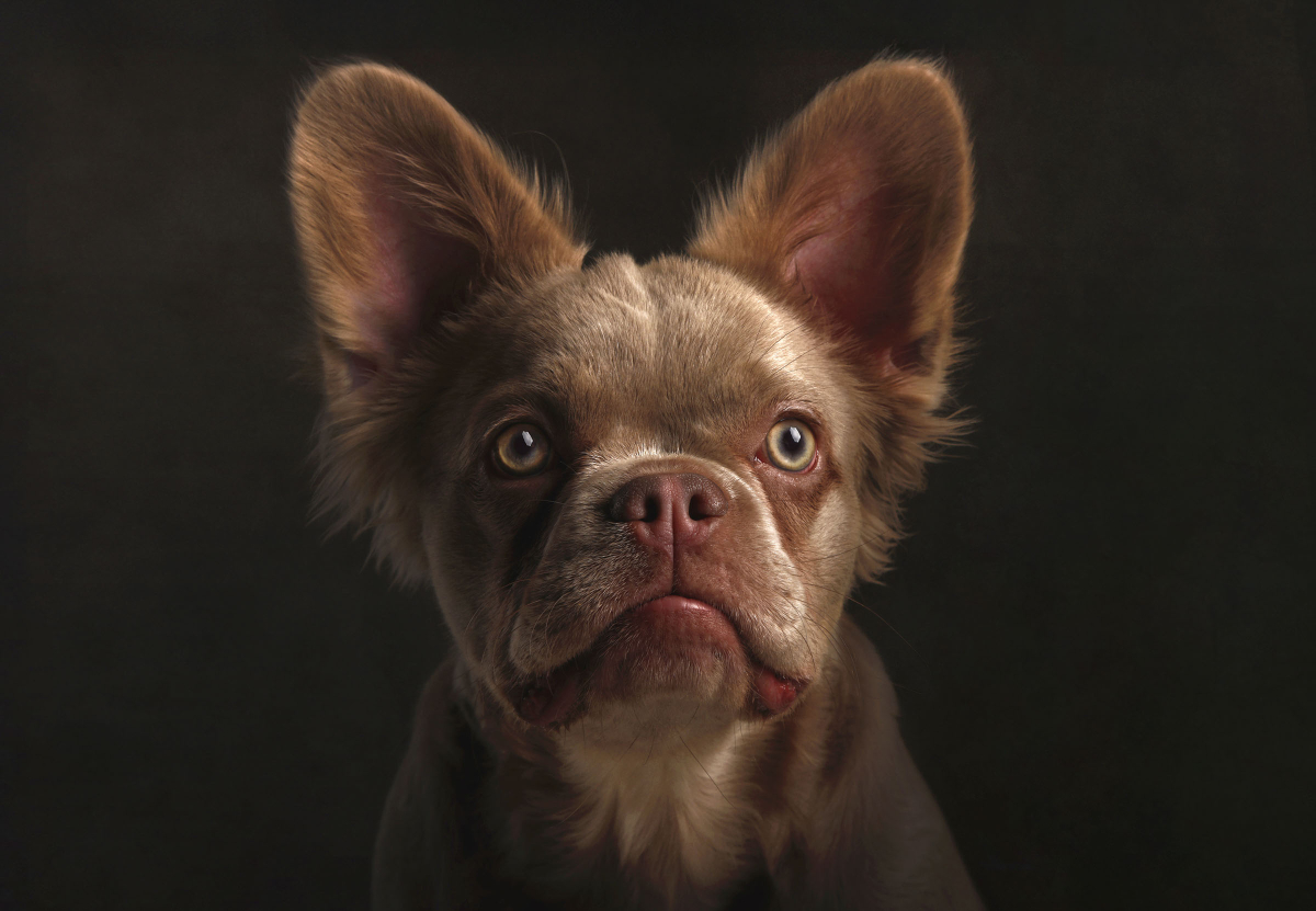 Pet Portrait