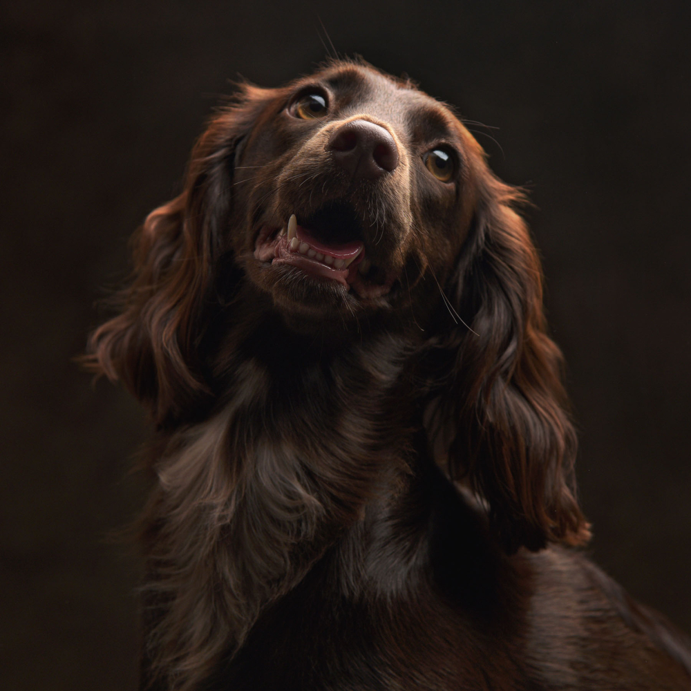 Pet Portrait