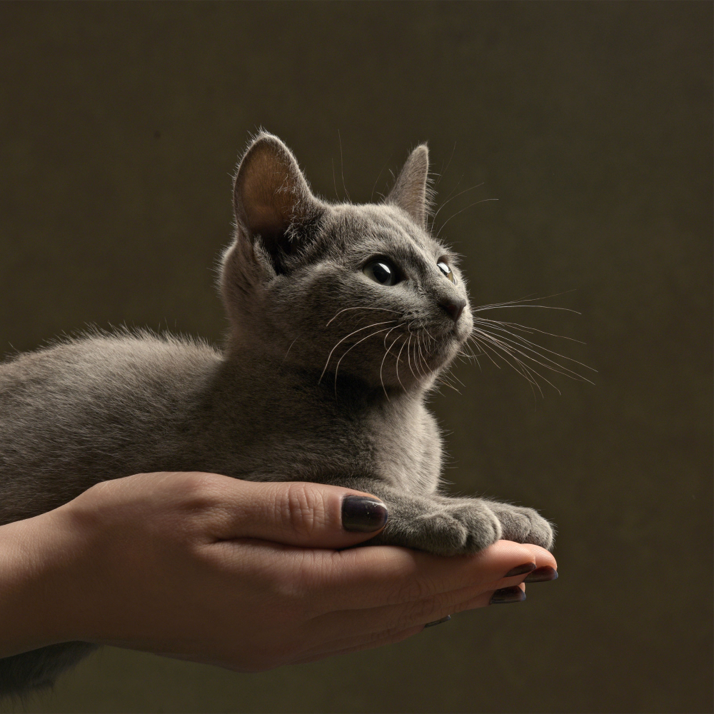 Pet Portrait