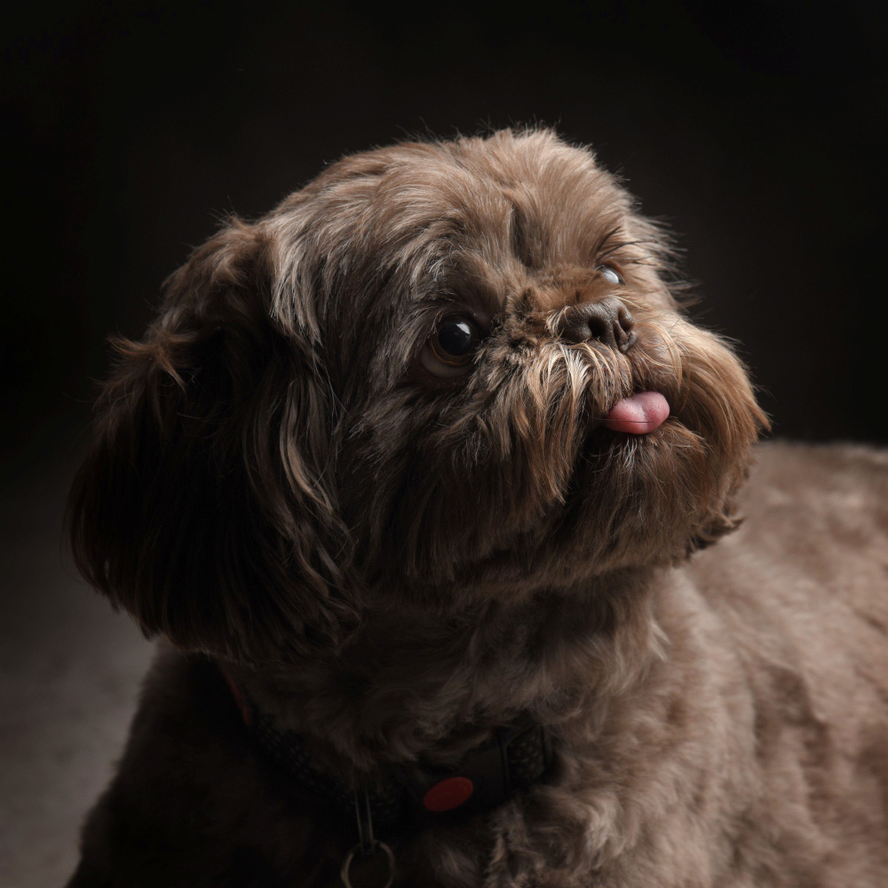 Pet Portrait