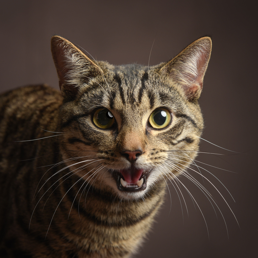 Pet Portrait
