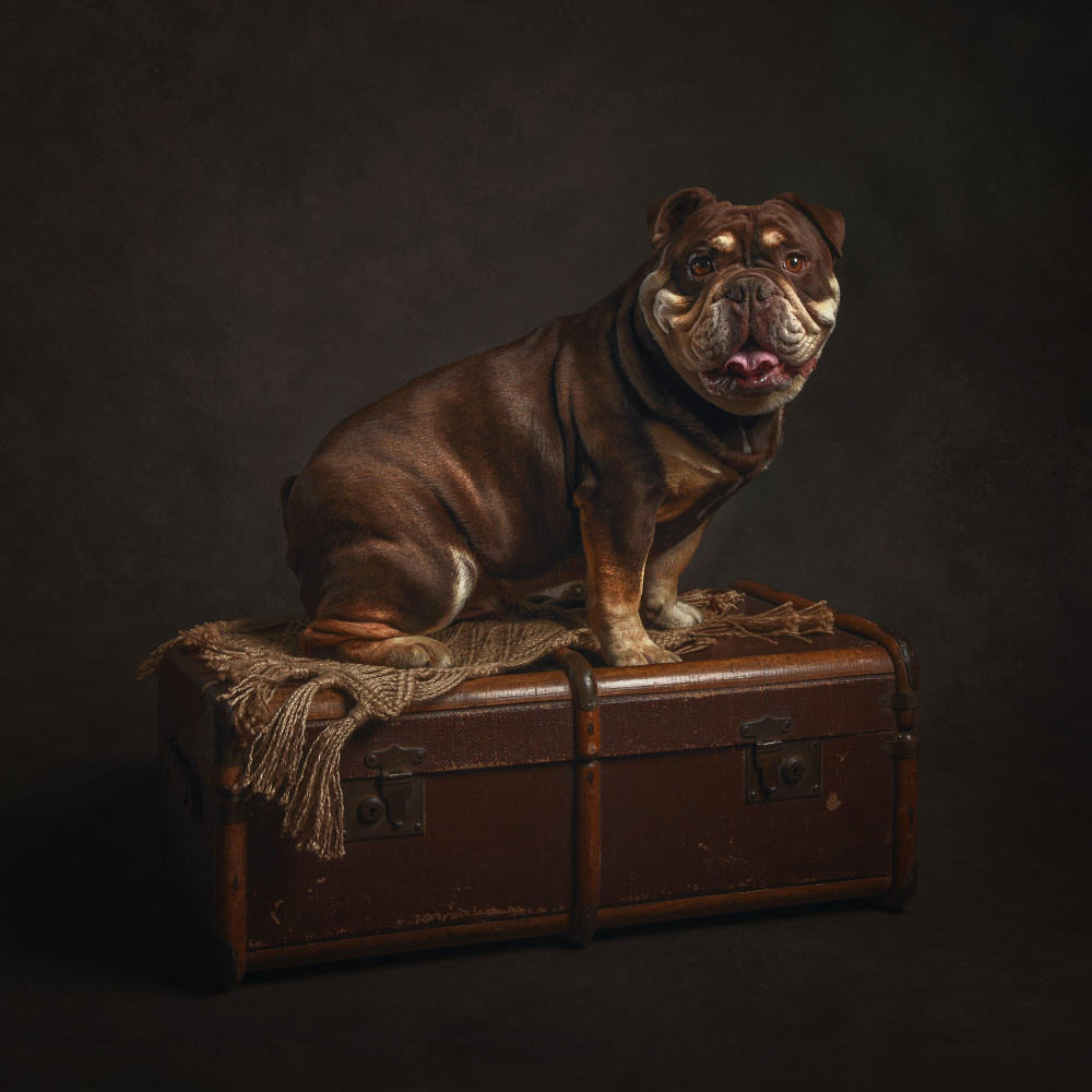 Pet Portrait