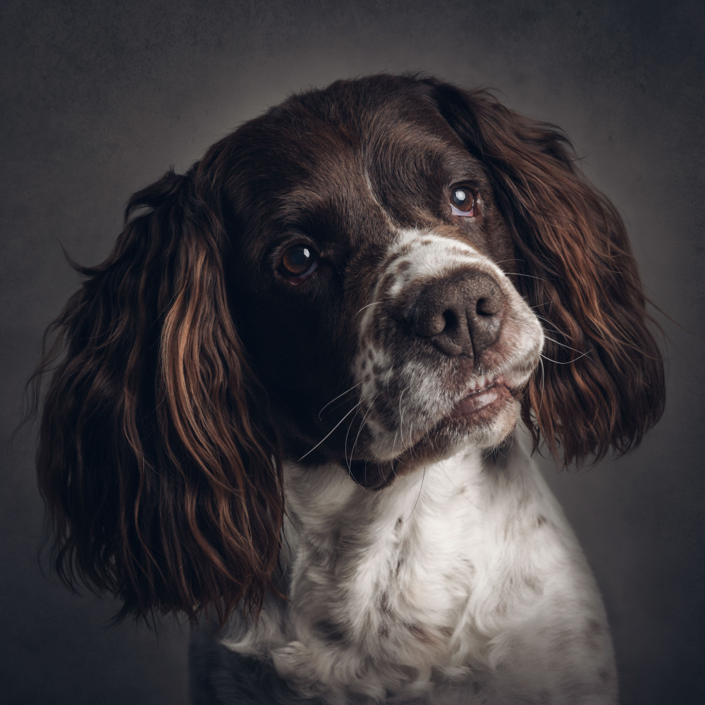 Pet Portrait