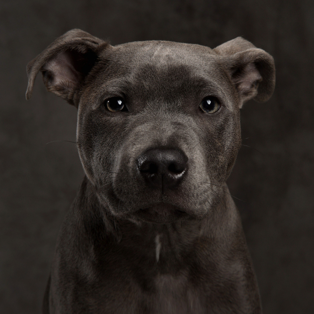 Pet Portrait