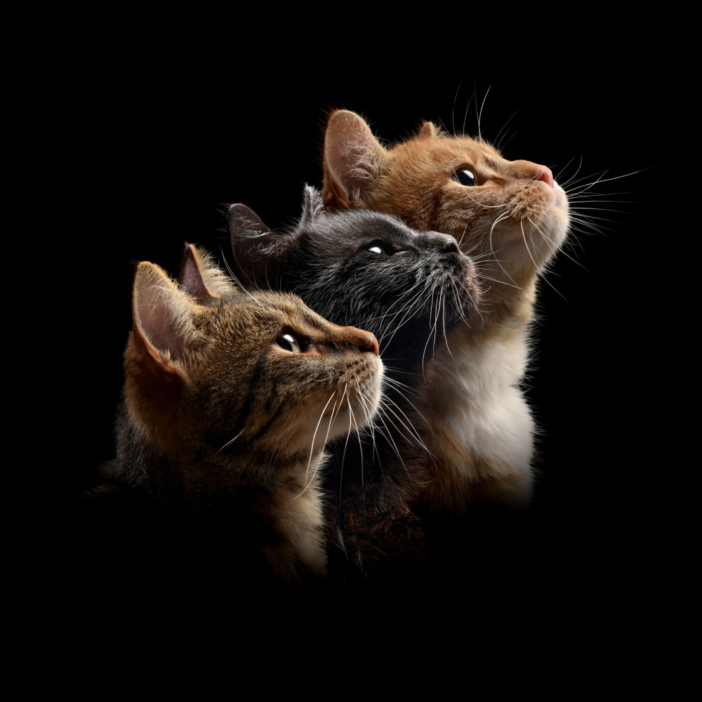 Pet Portrait