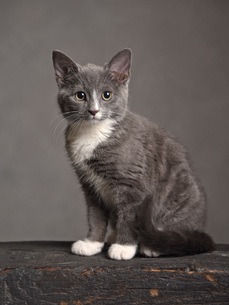 Pet Portrait