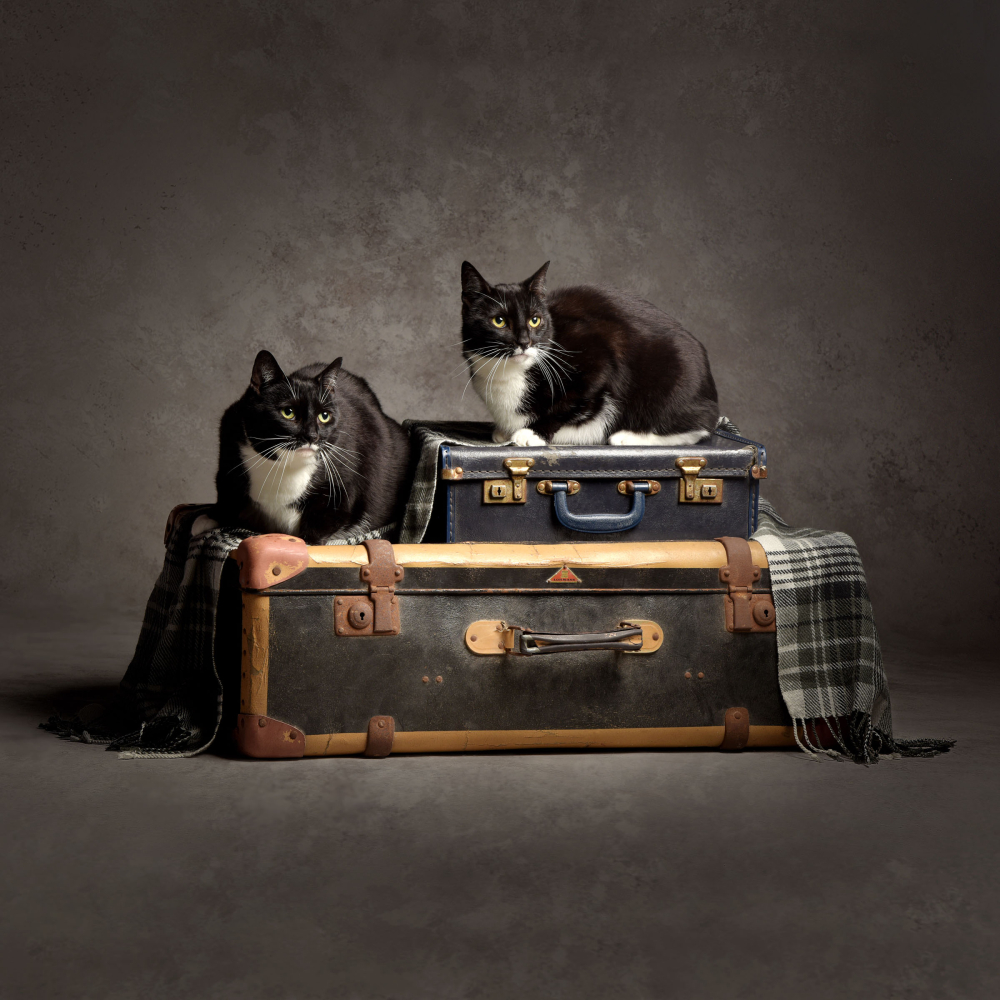 Pet Portrait